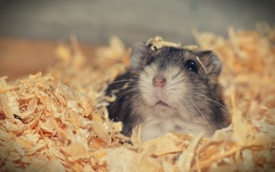 How a Hamster Can be Like a Cancer Patient