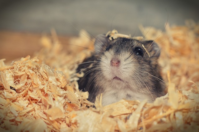 How a Hamster Can be Like a Cancer Patient